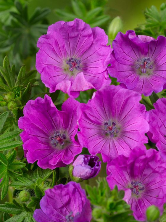 Geranium sanguineum