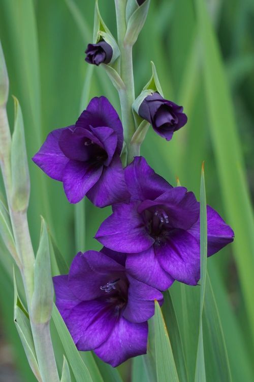 Purple flora