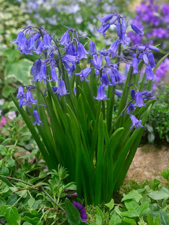 Hyacinthoides non-scripta