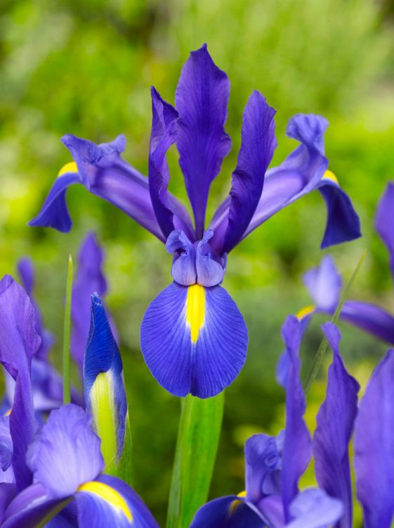 Iris blue magic hollandica