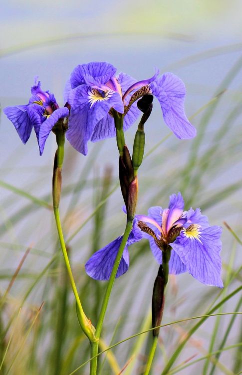 Iris ceasars brother sibirica