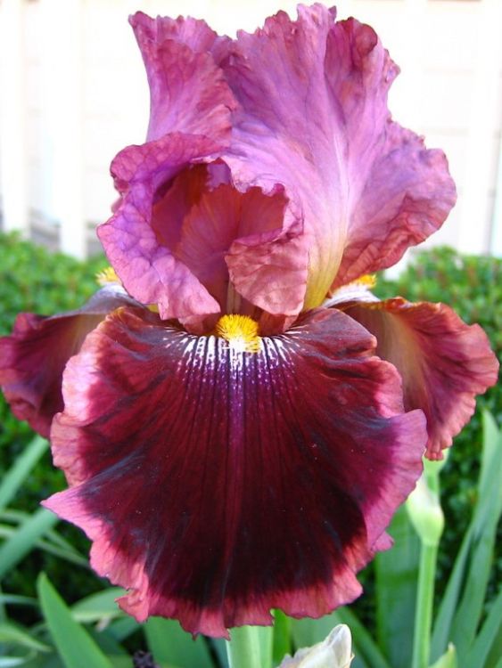 Iris wine and roses germanica