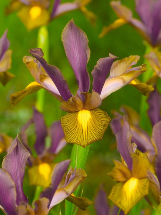 Iris lion king hollandica