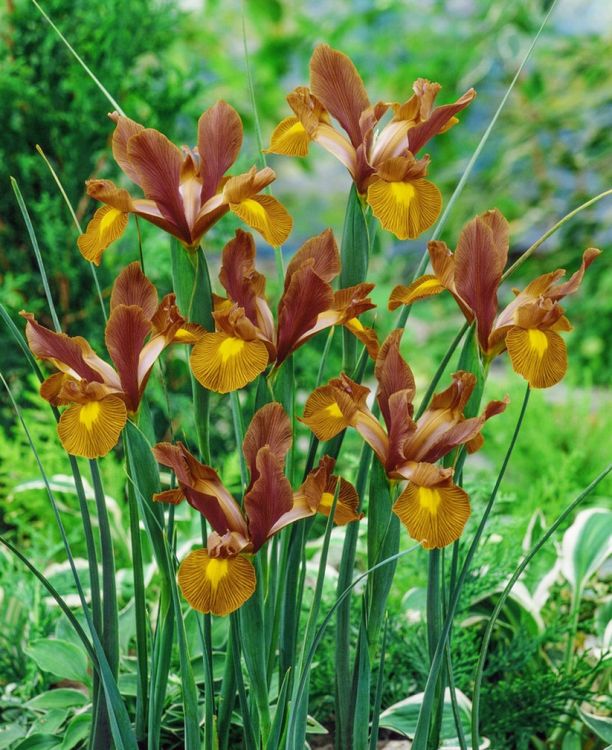 Iris lion king hollandica