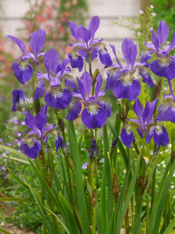 Iris ceasars brother sibirica