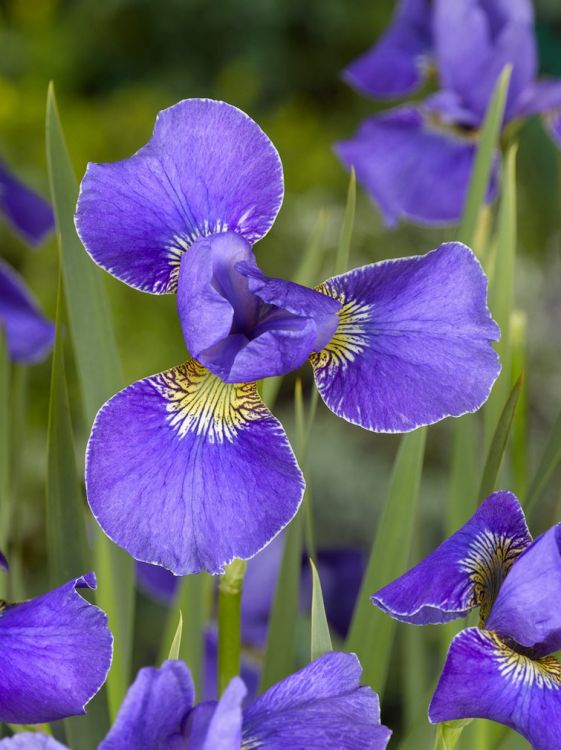 Iris silver edge sibirica