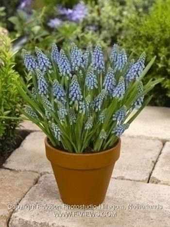 Muscari armeniacum