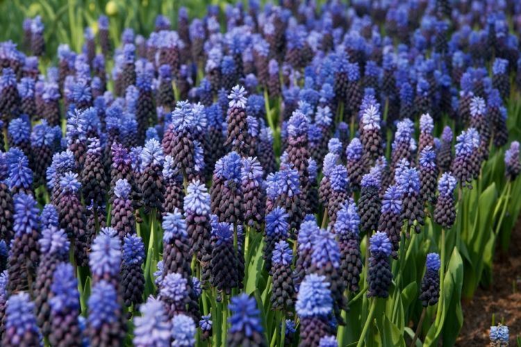 Muscari latifolium