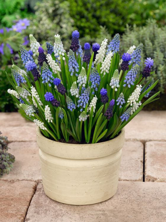 Muscari gemengd