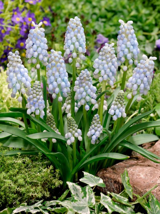 Muscari peppermint armeniacum