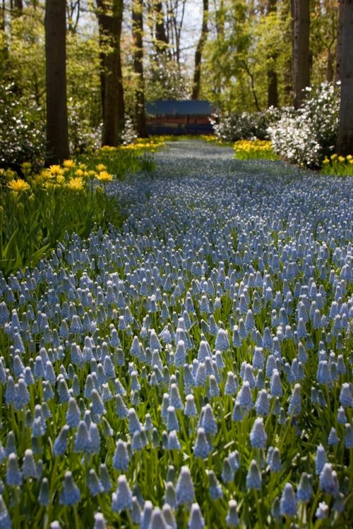 Muscari peppermint armeniacum