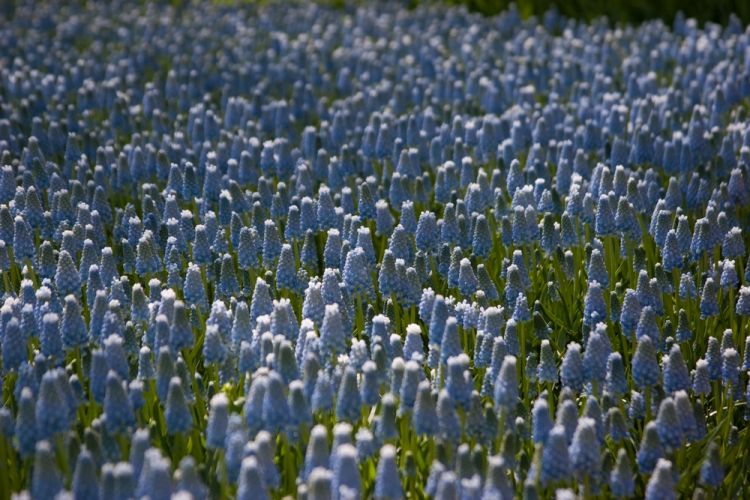 Muscari peppermint armeniacum