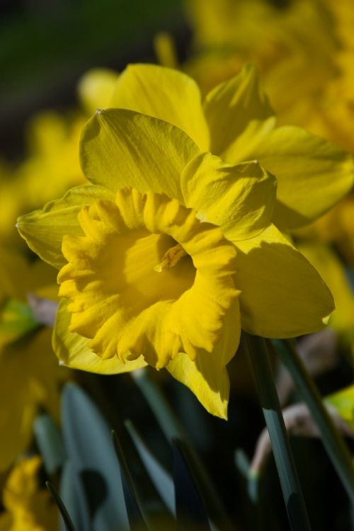 Buy Daffodils DUTCH MASTER flower bulbs online | BULBi.nl