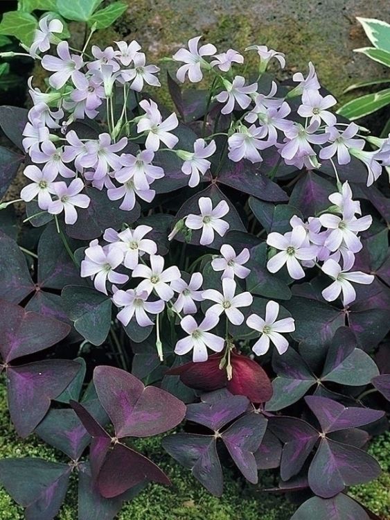 Oxalis triangularis