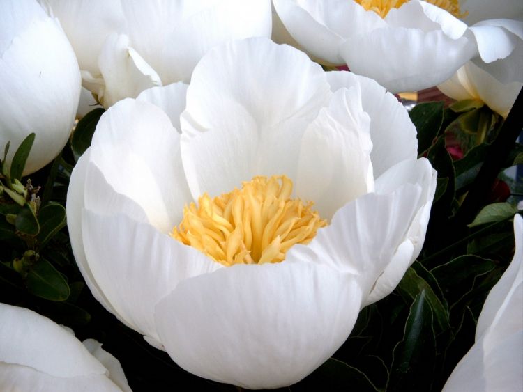 Paeonia jan van leeuwen