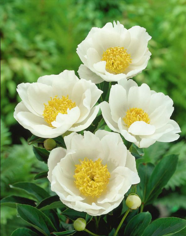 Paeonia jan van leeuwen