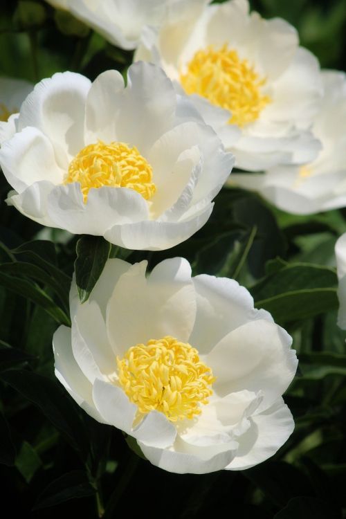 Paeonia jan van leeuwen