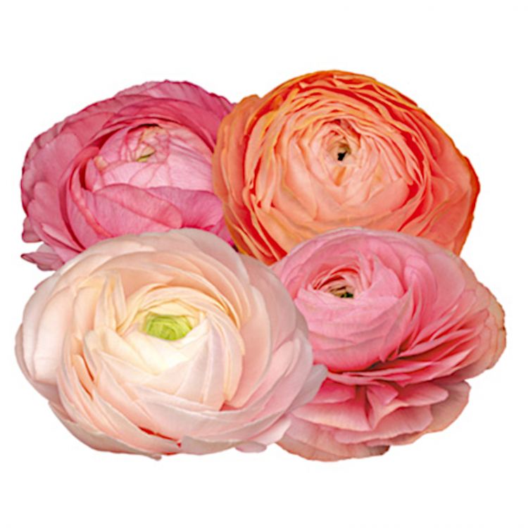 Ranunculus elegance pastello mix