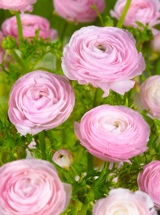 Ranunculus pink