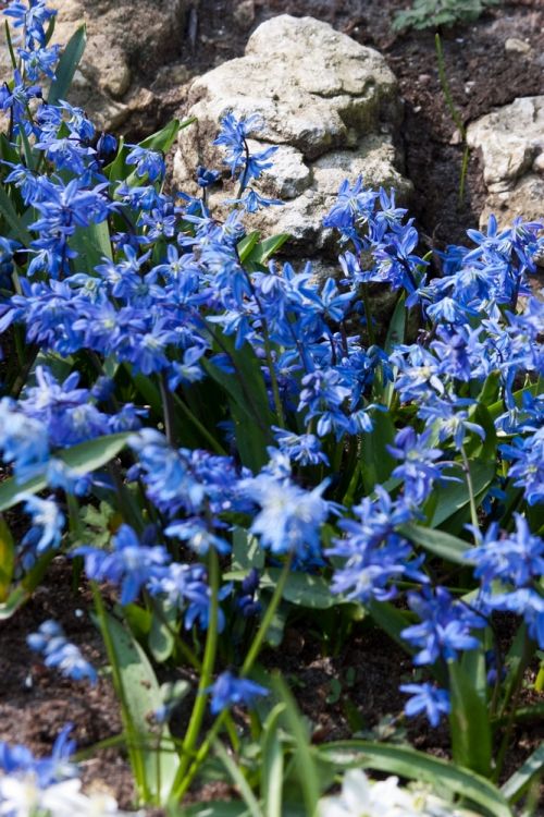 Scilla siberica