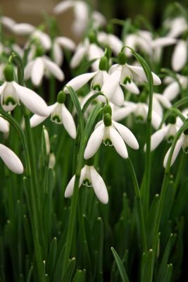 Buy Galanthus (Snowdrop) bulbs online at BULBi | BULBi.nl