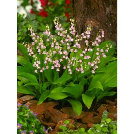 Rosea Lily of the Valley, Convallaria