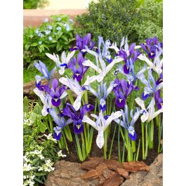 The Shades-of-Blue Iris reticulata Mixture