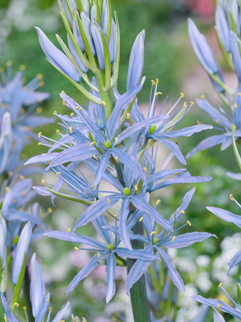 Camassia