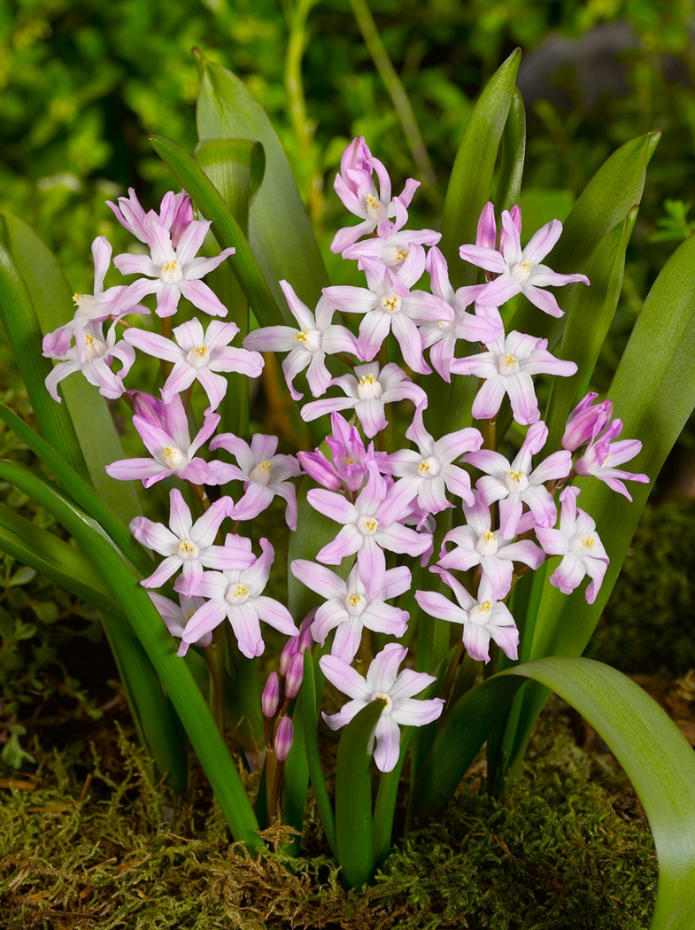 Chionodoxa