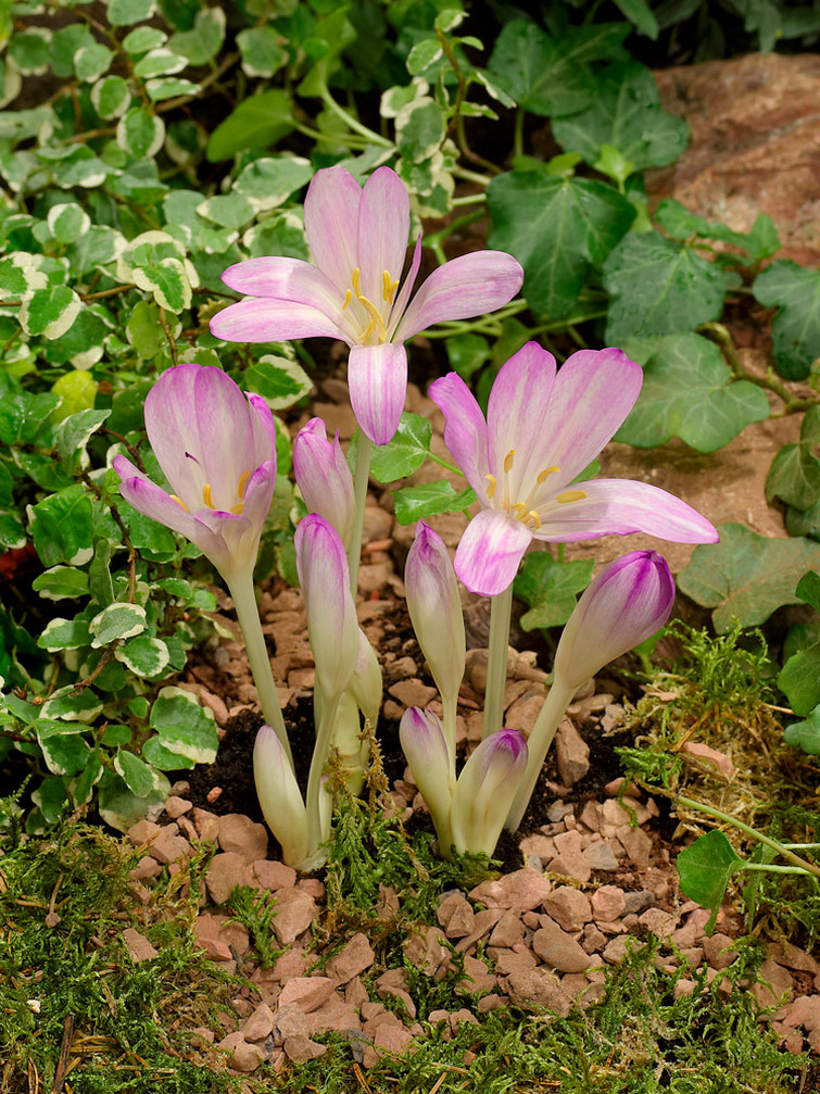 Colchicum