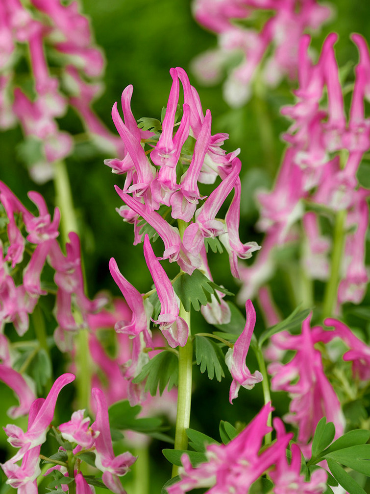 Corydalis