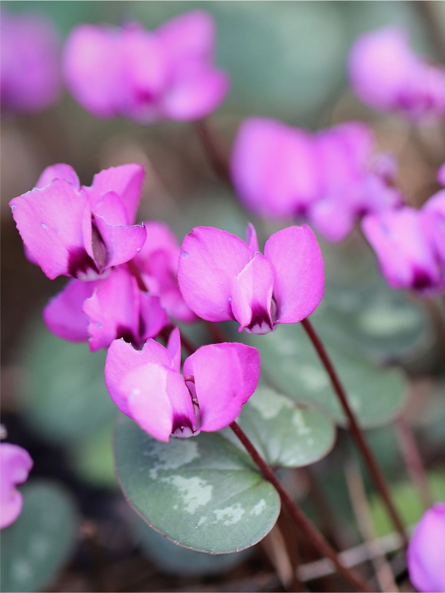 Cyclamen