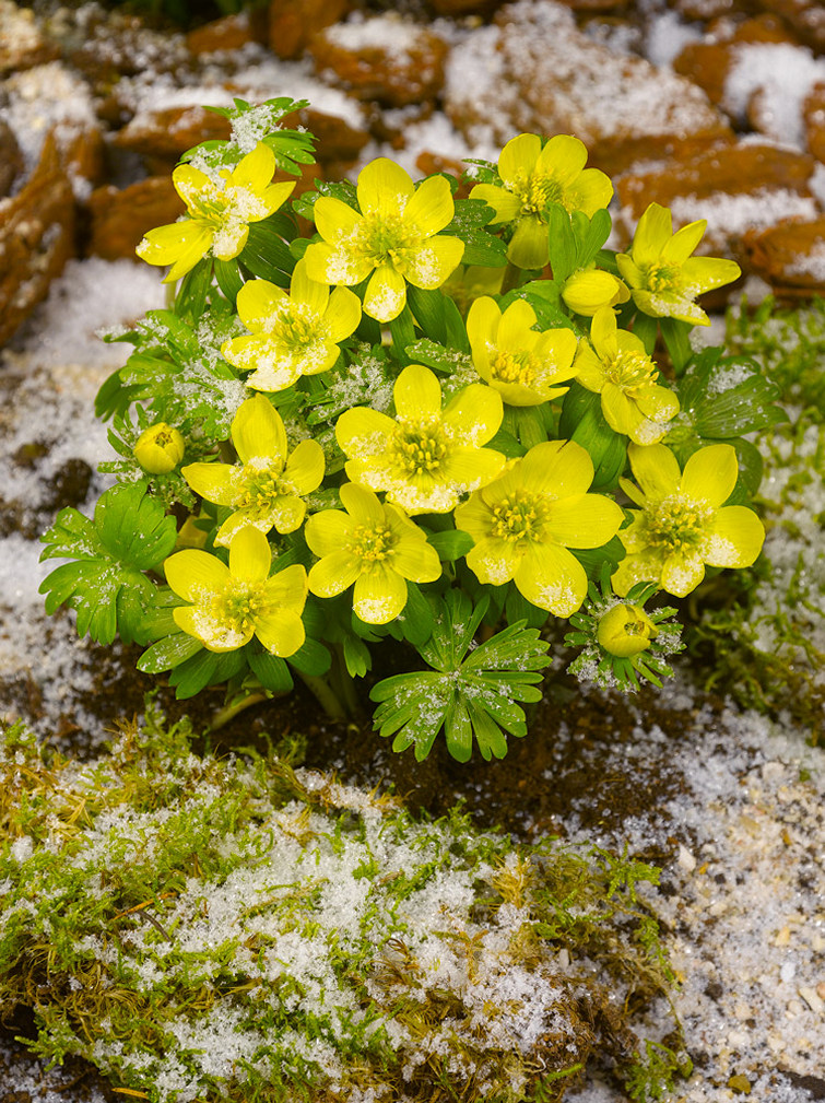 Eranthis