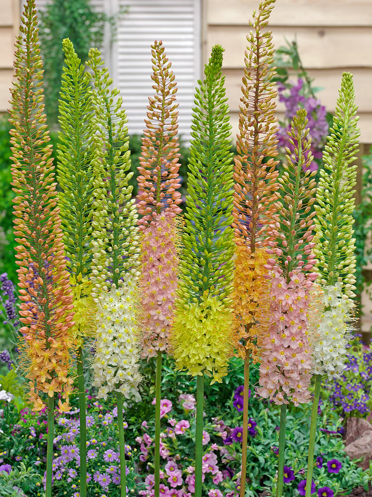 Eremurus