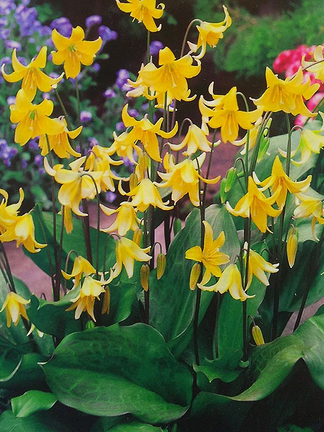 Erythronium