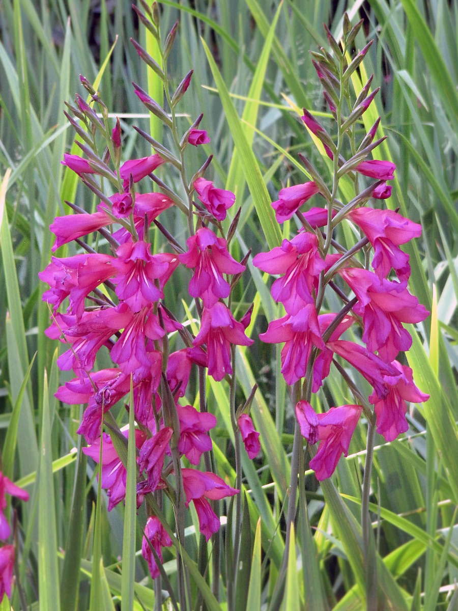 Gladiolus