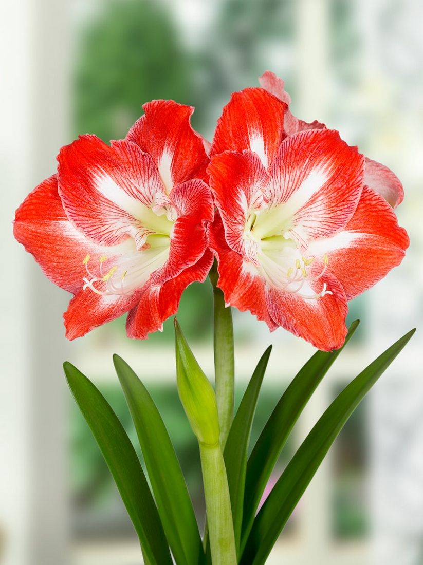 Amaryllis