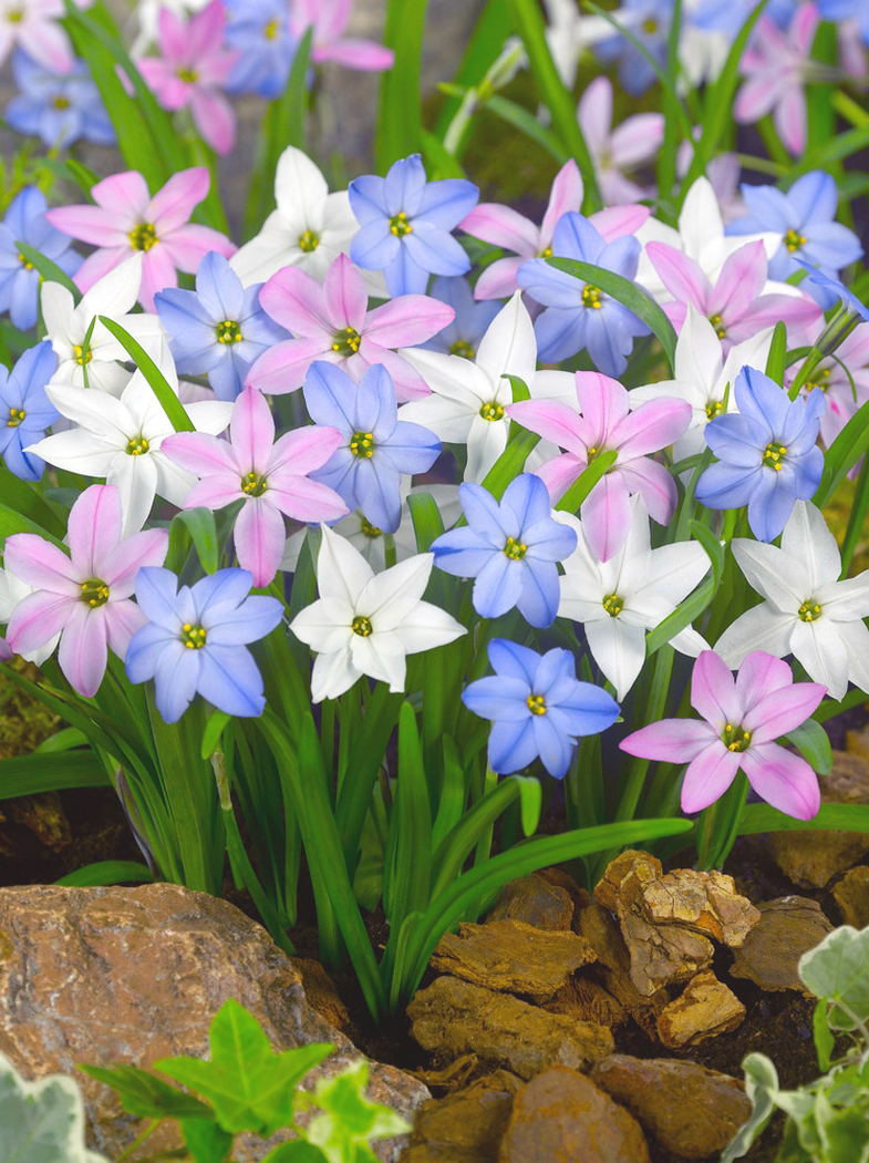 Ipheion