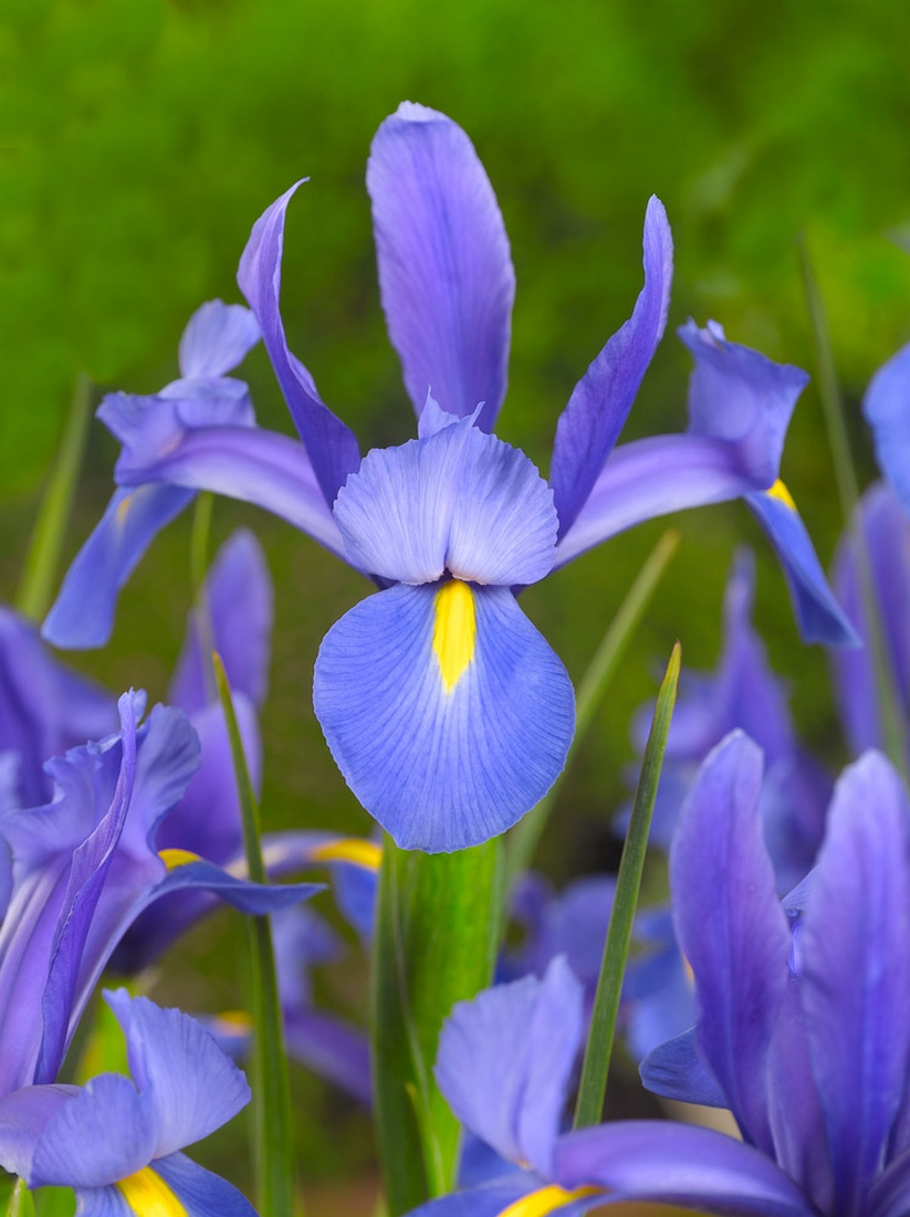 Iris