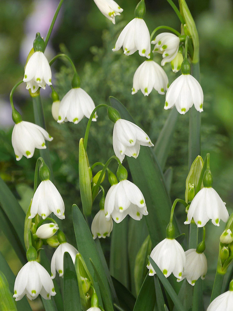 Leucojum