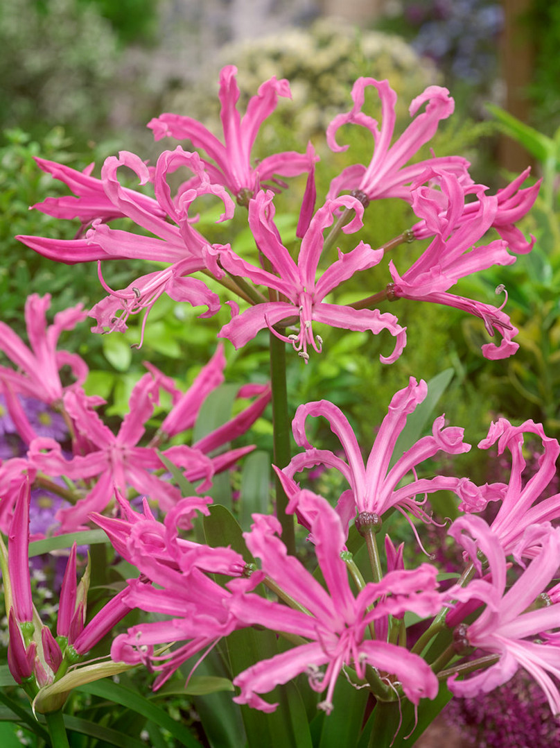 Nerine