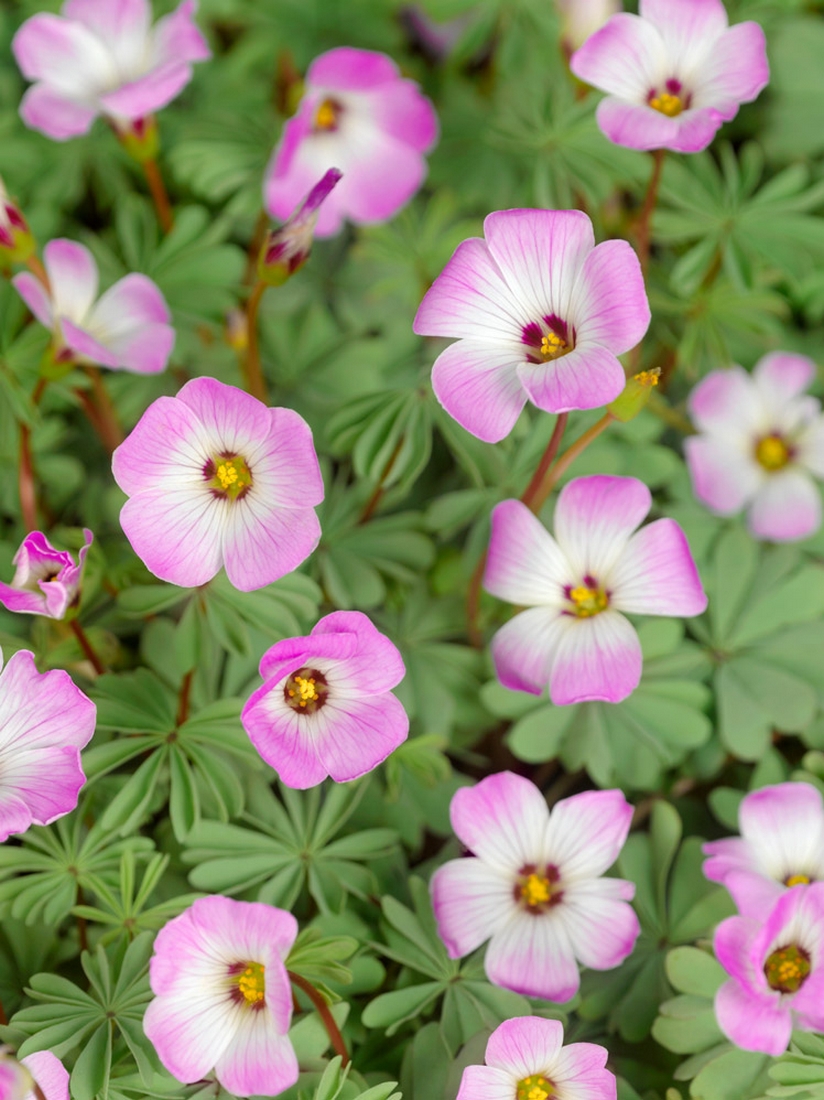 Oxalis