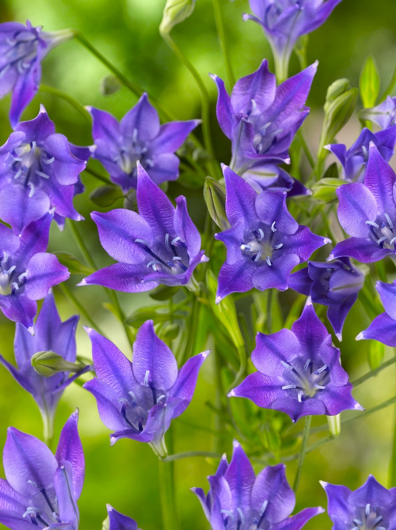 Triteleia