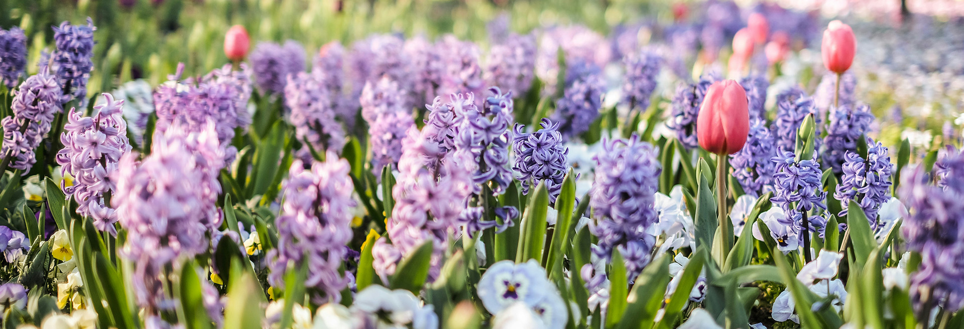The most beautiful spring blooms